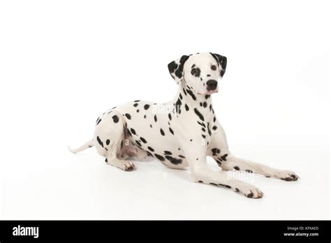 Dog Dalmatian Laying Down Stock Photo Alamy