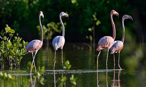 30+ Mating Dance Of A Flamingo Stock Photos, Pictures & Royalty-Free Images - iStock