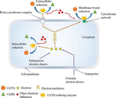 Frontiers Chemical Assisted Microbially Mediated Chromium Cr Vi