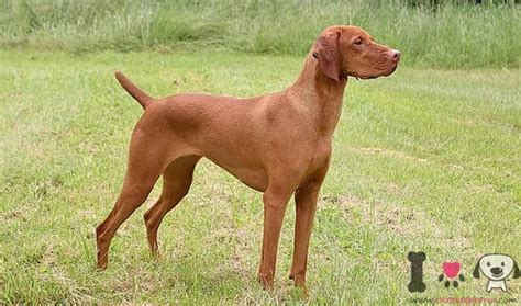 Vizsla Perro Mediano Pelo Corto Razasdeperros