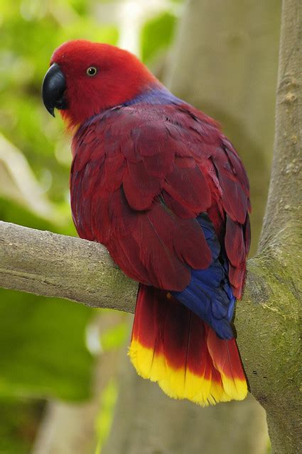 Eclectus Parrot Flickr Photo Sharing