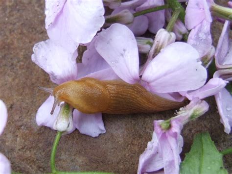 How To Get Rid Of Slugs Controlling Slugs In The Garden Hgtv