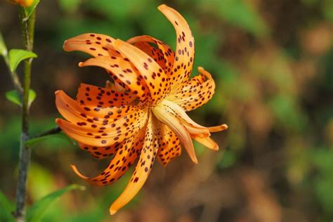 12 Orange Flowers To Grow in Your Garden