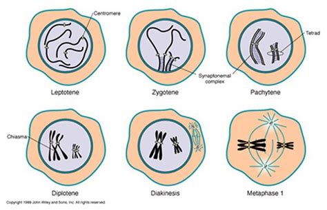 Meiosis 1 Prophase Stages