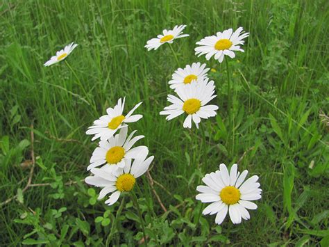 kopretina bílá (Leucanthemum vulgare)