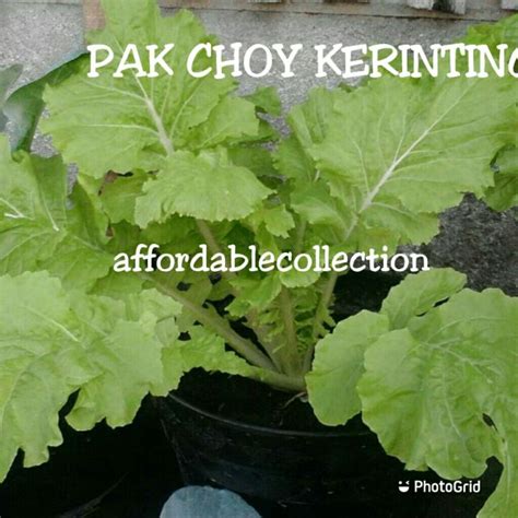 Seed Curly Wrap Wong King Pak Choy Biji Benih Pak Choi Kerinting