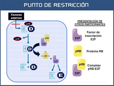 Sos Embriologia Humana Ciclo Celular Punto De Restricci N