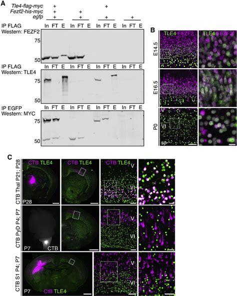 TLE4 And FEZF2 Can Bind To Each Other And Are Co Expressed In The