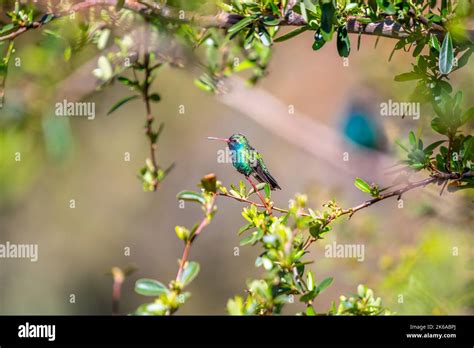 A Broad Billed Hummingbird In Madera Canyon Arizona Stock Photo Alamy