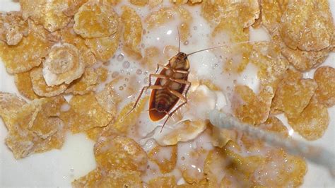 La Leche De Cucaracha Es El Alimento Del Futuro Infobae