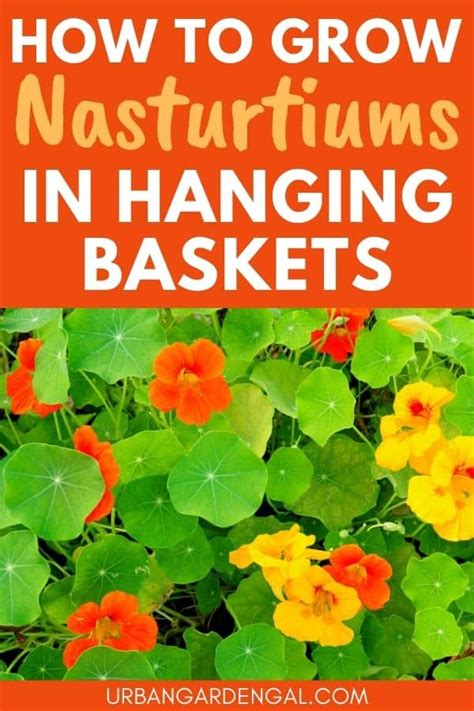 How to grow Nasturtiums in Hanging Baskets - Urban Garden Gal