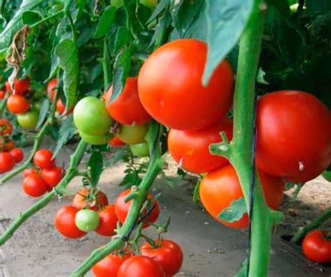 Томат Женарос - характеристика и описание сорта, фото, урожайность ...