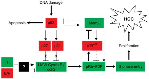 17 The Missing Link To The Signalling Cascade Between Sex Hormones And