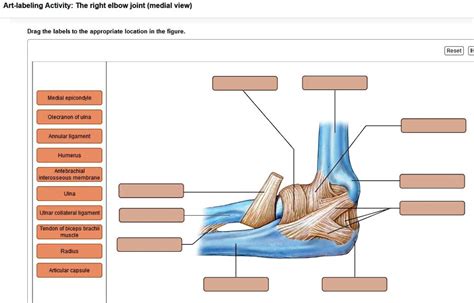 Solved Art Labeling Activity The Right Elbow Joint Medial View Drag