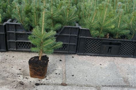 Bolhuis Kerstbomen Plantgoed Kerstbomen