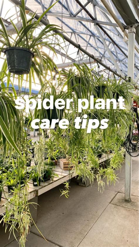 Spider plant care tips – Artofit