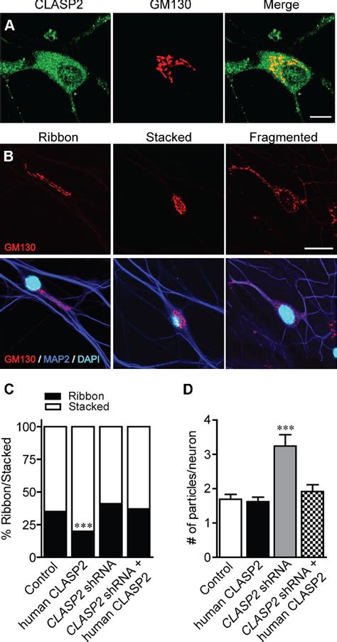 Figure 3 From Microtubule Plus End Tracking Protein CLASP2 Regulates