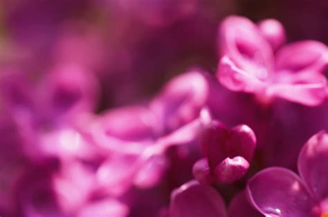 Premium Photo | Lilac flowers background