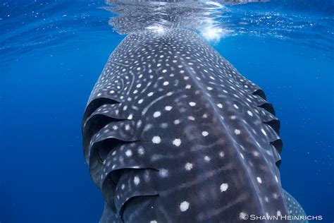 Whale Sharks – Isla Mujeres, Mexico 2012 | Blue Sphere Media