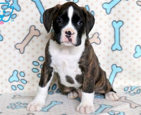 Boxer Puppies For Sale | Puppy Adoption | Keystone Puppies