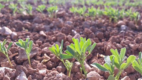 Se Lancer Dans La Lentille Conseils Pratiques Avec Terres Inovia