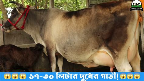 সাধ্যের মধ্যে ১৭ ৩০ লিটার দুধের গাভী দেখুন জার্সি এবং হলিস্টিয়ান