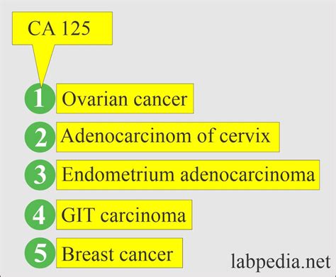 Cancer Antigen 125 Test What Is It And What Do The 47 Off