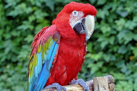 Green-winged Macaw | The Maryland Zoo