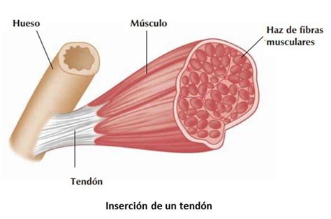 Tendones qué son Anatomía función lesiones y mucho más Tendones