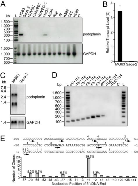 Human Osteoblast Like Cell Line Mg Atcc Bioz