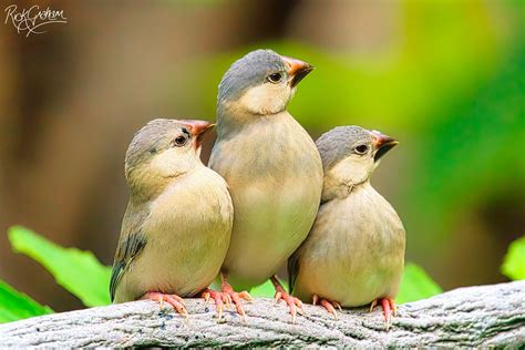 Java Sparrow Juvenile Padda Oryzivora 爪哇禾雀 又名 Flickr