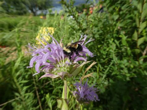 Rusty patched bumble bee critical habitat ruling — Pollinator Friendly Alliance