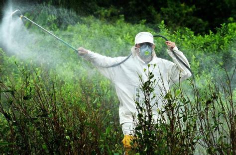 Controversia Por Uso Del Glifosato En La Lucha Antidrogas Vuelve A