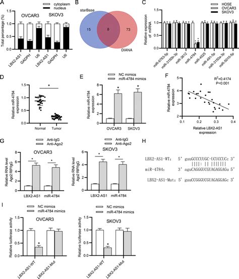 Lbx As Sponged Mir In Oc Cells A Subcellular Fractionation