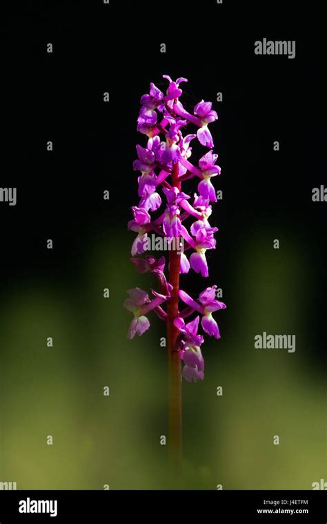 Early Purple Orchid Orchis Mascula Growing In Norfolk Woodland Stock