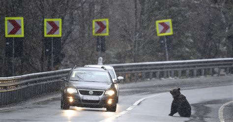 Tragedie pe drumul județean din Brașov un urs a fost lovit de un