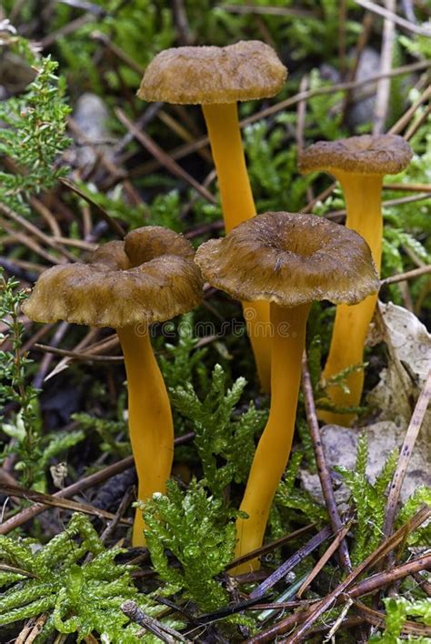 Yellowfoot Cantharellus Lutescens Wild Mushrooms Edible In Mo Stock