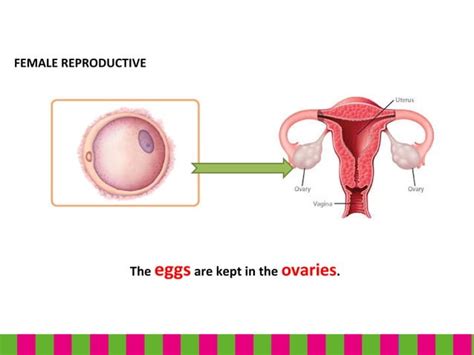 Unit 4 Reproductive System Ppt