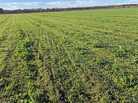 Weed Control In Small Grain Crops Start Sooner Rather Than Later