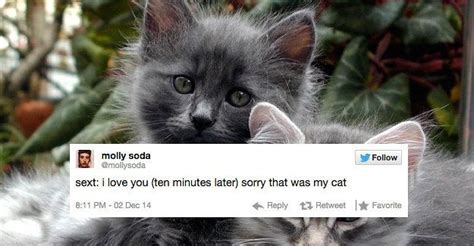 32 Cat Tweets That Will Make You Laugh Every Time Crazy Cat Lady Crazy