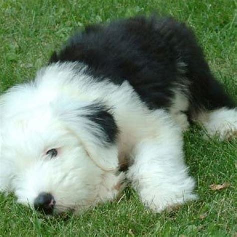 Old English Sheep Dog Puppy Cute Sheep Dog Puppy Dog Cat Sheep Dogs