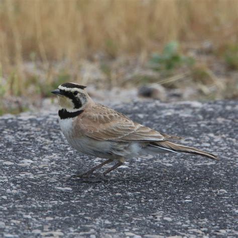 Horned Lark - Bird Watching Academy