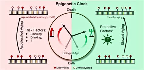 Epigenetics and Aging: A Complex Relationship - DrOmics Labs