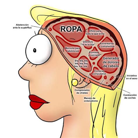 V Yase Usted A La Mierda A La Mierda El Cerebro De Hombres Y