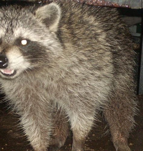 Raccoons eating food meant for community cats – Metro Cat Rescue