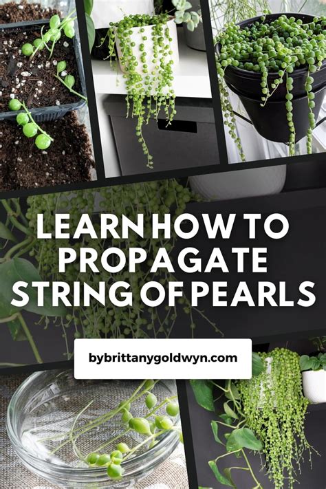 Propagate-String-of-Pearls-Pin - By Brittany Goldwyn | Live Creatively