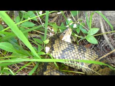 snakes of coastal plain virginia | On the Trail with Mark, Mike, and Tony