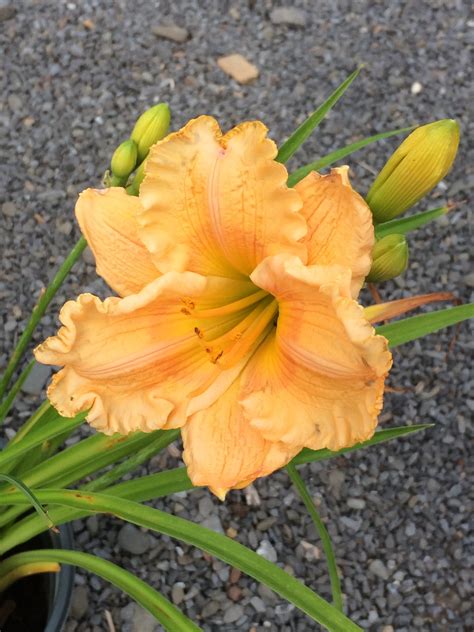 Hemerocallis Rainbow Rhythm® ‘orange Smoothie Daylily Non Native 3