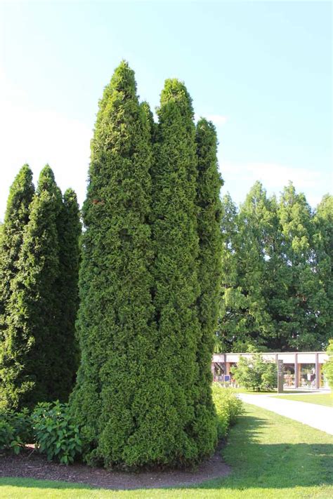 Thuja Occidentalis Fastigiata Zahodni Klek Fastigiata Arboretum