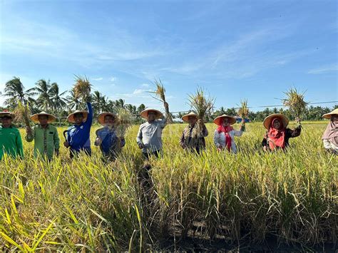 Mantap Program CSR Pertamina Hulu Mahakam Sukses Hasilkan Panen Raya